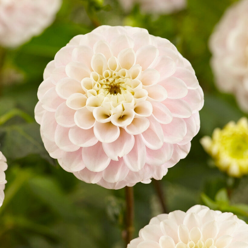 Dahlia Boll White Wizard 1-pack